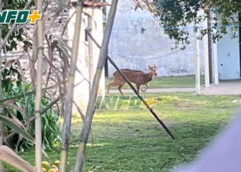Sorpresa en Centeno: apareció un ciervo en el patio de una casa
