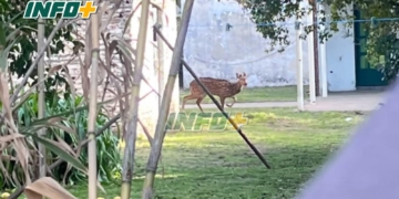 Sorpresa en Centeno: apareció un ciervo en el patio de una casa