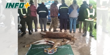 Faenaron a dos ciervos axis en la isla frente a Monje: seis cazadores sancionados