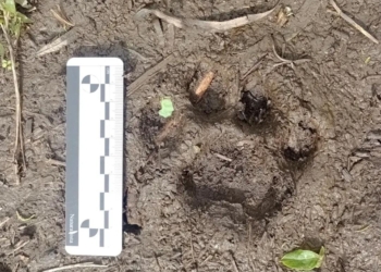 Hallaron huellas de un puma y su cría en el Parque Nacional Islas de Santa Fe