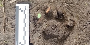 Hallaron huellas de un puma y su cría en el Parque Nacional Islas de Santa Fe
