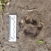 Hallaron huellas de un puma y su cría en el Parque Nacional Islas de Santa Fe