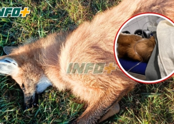 Rescataron a un aguará guazú hembra en la autopista, a la altura de Barrancas