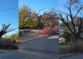 Podaron lapachos en flor en San Lorenzo: la Municipalidad acusó a la EPE
