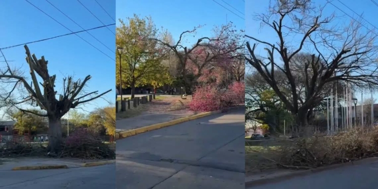 Podaron lapachos en flor en San Lorenzo: la Municipalidad acusó a la EPE