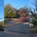 Podaron lapachos en flor en San Lorenzo: la Municipalidad acusó a la EPE