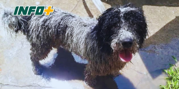 Mataron de un disparo a un perro en Serodino y piden ayuda para encontrar al responsable