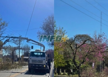 San Lorenzo denunció ante la EPE la poda de lapachos en flor: «Desastrosa e injustificada»