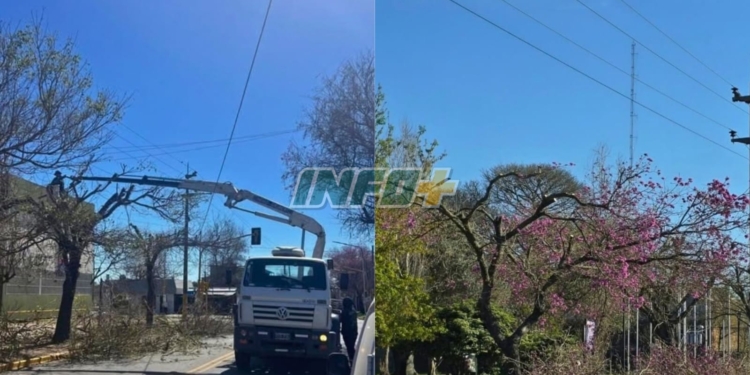 San Lorenzo denunció ante la EPE la poda de lapachos en flor: «Desastrosa e injustificada»