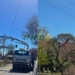San Lorenzo denunció ante la EPE la poda de lapachos en flor: «Desastrosa e injustificada»
