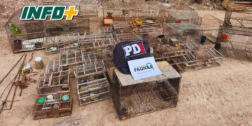 Allanamiento en Arocena y secuestro de aves por comercialización ilegal de fauna