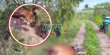 Horror en Barrancas: faenaron a dos yeguas en un campo y buscan a los responsables