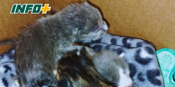 Indignación en Gaboto: encontraron nueve gatitos recién nacidos abandonados en una caja