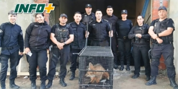 Rescataron un aguará guazú que apareció en una obra en construcción en Granadero Baigorria